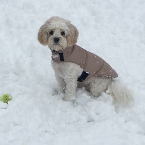 Meet your Posher, Lisa